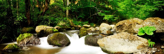 Dia Internacional do Meio Ambiente!